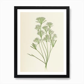 Caraway Herb Pencil Colour Art Print