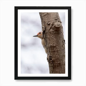 Woodpecker peeking out from behind a tree Art Print