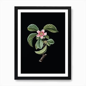 Vintage Chinese Quince Botanical Illustration on Solid Black n.0340 Art Print