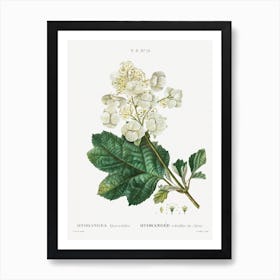 Oakleaf Hydrangea, Pierre Joseph Redoute Art Print