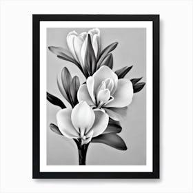 Freesia B&W Pencil 4 Flower Art Print