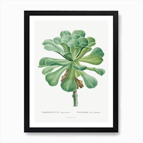 Sempervivum Canariense Image From Histoire Des Plantes Grasses, Pierre Joseph Redouté Art Print