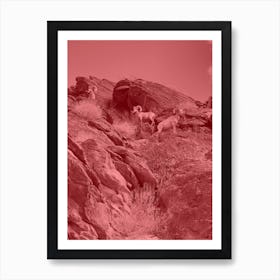 Red Rams Art Print