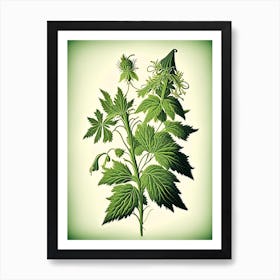 Hedge Nettle Wildflower Vintage Botanical 2 Art Print