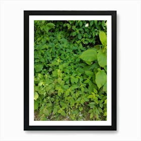 Beautiful Plants 🌱🌿🌱 Art Print