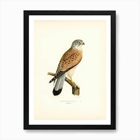 Common Kestrel Male (Falco Tinnunculus), The Von Wright Brothers Art Print