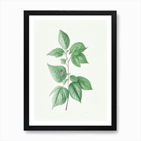 Mint Leaf Illustration 2 Art Print