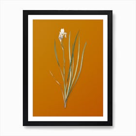 Vintage Siberian Iris Botanical on Sunset Orange n.0846 Art Print