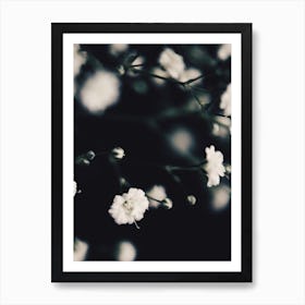 Baby's Breath Art Print