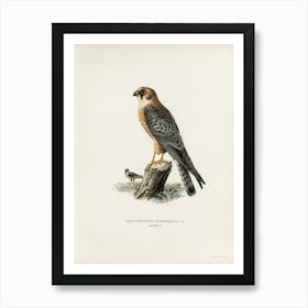 Red Footed Falcon Female (Falco Vespertinus), The Von Wright Brothers Art Print