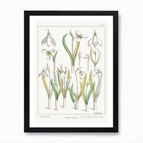 Snowdrop From The Plant And Its Ornamental Applications (1896), Maurice Pillard Verneuil Art Print