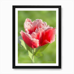 Red Tulip Art Print