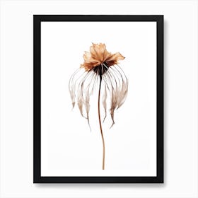 Dry Jelly Fish Flower Art Print