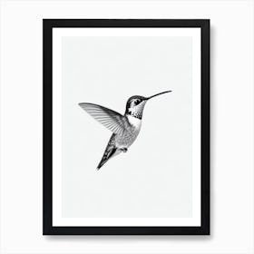 Hummingbird B&W Pencil Drawing 1 Bird Art Print
