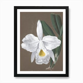 White Orchid Art Print