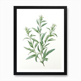 Tarragon Vintage Botanical Herbs 0 Art Print