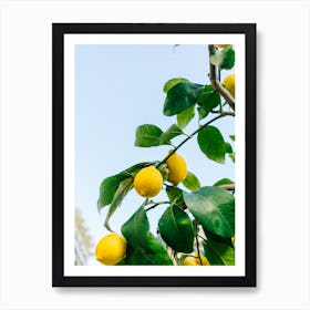 Amalfi Coast Lemons III Art Print