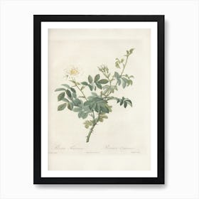 Rose Illustration, Pierre Joseph Redoute (89) Art Print