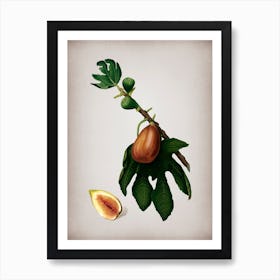 Vintage Fig Botanical on Parchment n.0668 Art Print