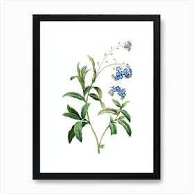 Vintage Water Forget Me Not Botanical Illustration on Pure White n.0032 Art Print