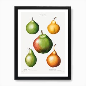Pear Pyrus, Pierre Joseph Redoute Art Print