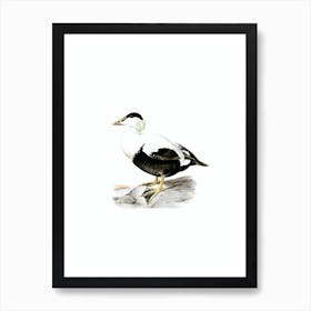 Vintage Common Eider Duck Bird Illustration on Pure White n.0071 Art Print