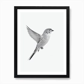 Budgerigar B&W Pencil Drawing 1 Bird Art Print