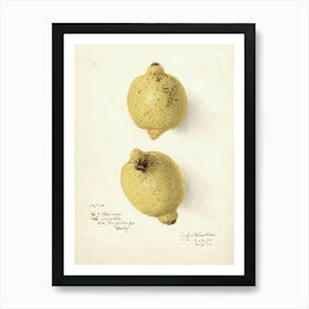 Two Lemons 3 Art Print