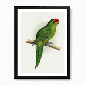 Parrot Stock Videos And Royalty-Free Footage Art Print