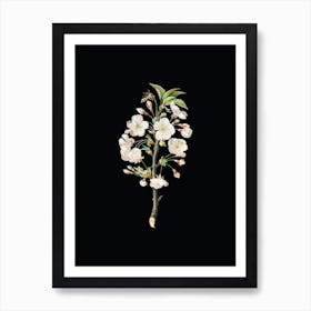 Vintage Pear Tree Flowers Botanical Illustration on Solid Black Art Print