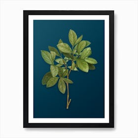 Vintage Eastern Leatherwood Botanical Art on Teal Blue n.0258 Art Print