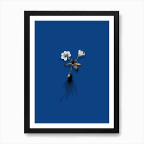 Vintage Cape Tulip Black and White Gold Leaf Floral Art on Midnight Blue n.1157 Art Print