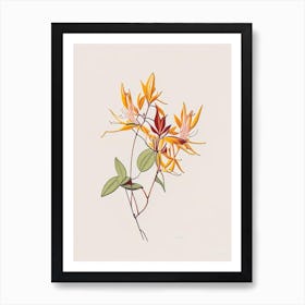 Honeysuckle Floral Minimal Line Drawing 1 Flower Art Print