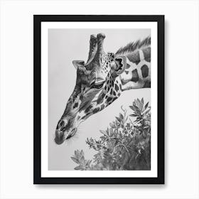 Giraffe In The Leaves Pencil Drawing 3 Art Print