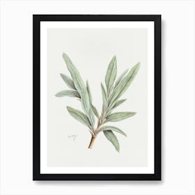 Sage Herb Sprig - Textured Botanical Wall Print Set | Floral Collection Art Print Art Print