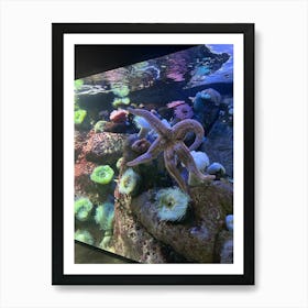 Starfish In Aquarium 1 Art Print