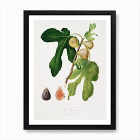 Figs (Ficus Carica Sativa) From Pomona Italiana (1817 - 1839), Giorgio Gallesio Art Print