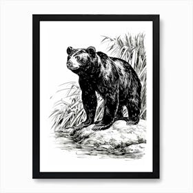 Malayan Sun Bear Standing On A Riverbank Ink Illustration 1 Art Print