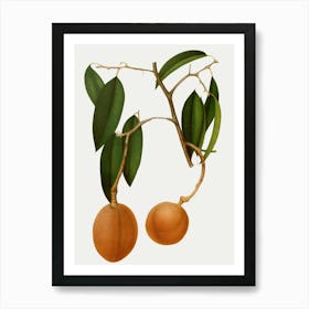 Lychee Fruit Art Print