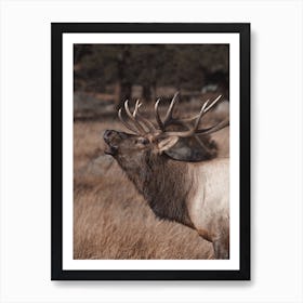 Bugling Elk In Forest Art Print