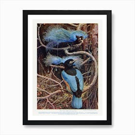 Blue Bird Of Paradise Art Print