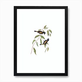 Vintage Black Headed Honeyeater Bird Illustration on Pure White n.0215 Art Print