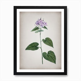 Vintage Morning Glory Flower Botanical on Parchment n.0637 Art Print