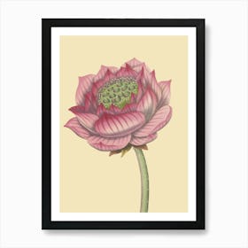 Lotus Flower 5 Art Print