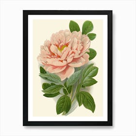 Pink Peony 1 Art Print