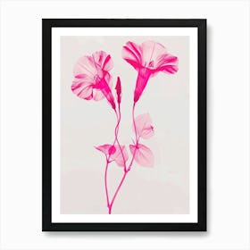 Hot Pink Morning Glory 1 Art Print