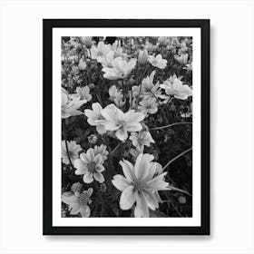 Daisies BW 2 Art Print