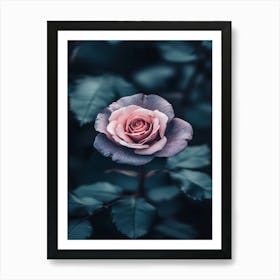 Rose In The Dark 13 Art Print