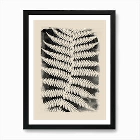 Black Fern, Botanical Art, Minimalist, Cottage Core Art Print