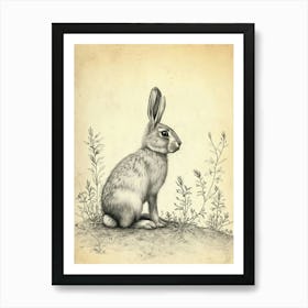 Belgian Hare Drawing 4 Art Print